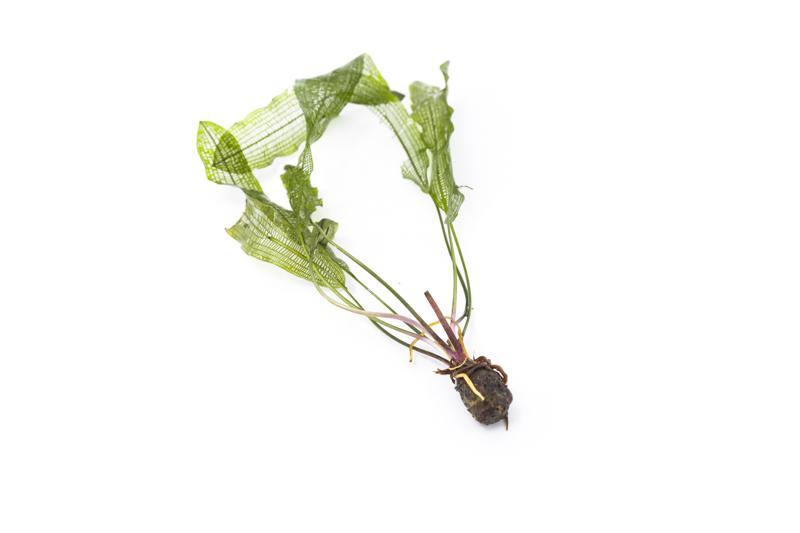 Aquatic plant Aponogeton Henkelianus bulb from IS, showing the bulb with emerging green leaves for freshwater aquarium.