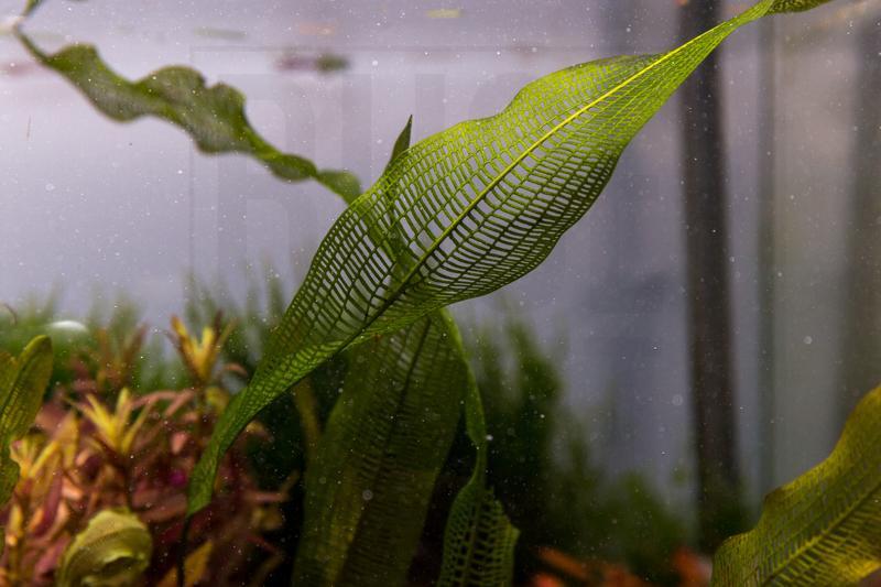 IS Aponogeton Henkelianus aquatic plant bulb with green leaves, suitable for freshwater aquariums.