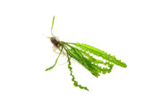 IS Aponogeton Longiplumulosus aquatic plant with long, broad leaves, suitable for freshwater aquariums.