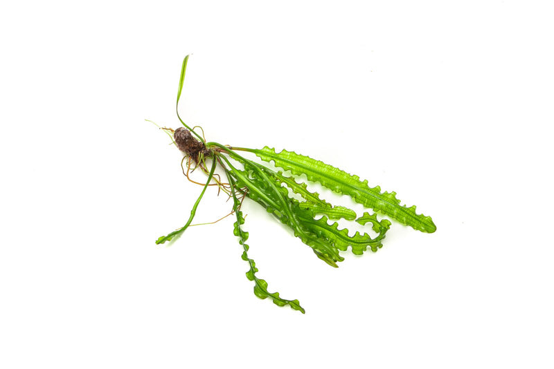 IS Aponogeton Longiplumulosus aquatic plant with long, broad leaves, suitable for freshwater aquariums.