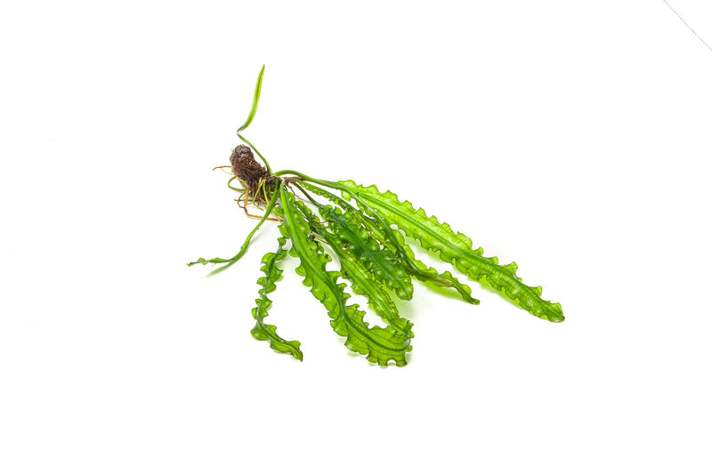 Healthy Aponogeton Longiplumulosus aquatic plant from IS with long, vibrant leaves for freshwater aquariums.