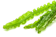 Healthy Aponogeton Longiplumulosus aquatic plant from IS with long, broad leaves ideal for freshwater aquariums.