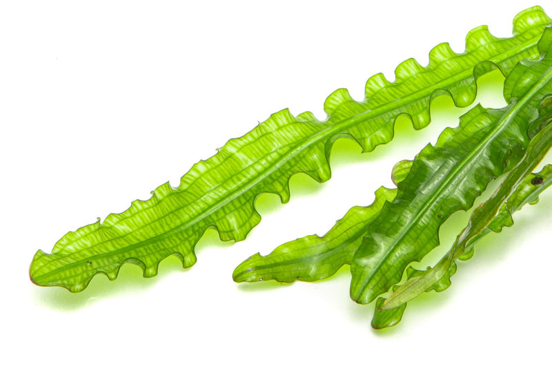 Healthy Aponogeton Longiplumulosus aquatic plant from IS with long, broad leaves ideal for freshwater aquariums.