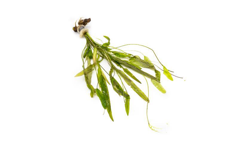 Healthy Aponogeton Natans aquatic plant from ACW with broad green leaves floating in water.
