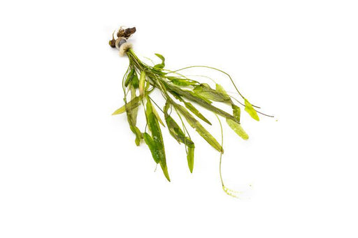 Aponogeton Natans - BucePlant.com