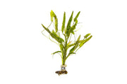 Healthy Aponogeton Natans aquatic plant from ACW with lush green leaves, ideal for freshwater aquariums.