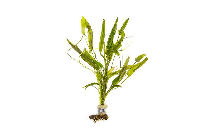 Healthy Aponogeton Natans aquatic plant from ACW with lush green leaves, ideal for freshwater aquariums.