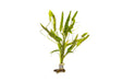 Aponogeton Natans - BucePlant.com