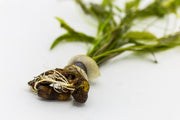 Healthy Aponogeton Natans aquatic plant from ACW with long green leaves, ideal for freshwater aquariums.
