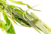 Healthy Aponogeton Natans aquatic plant from ACW, with green, broad leaves suitable for freshwater aquariums.