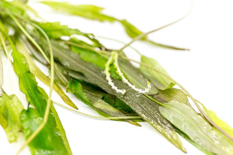 Healthy Aponogeton Natans aquatic plant from ACW, with green, broad leaves suitable for freshwater aquariums.
