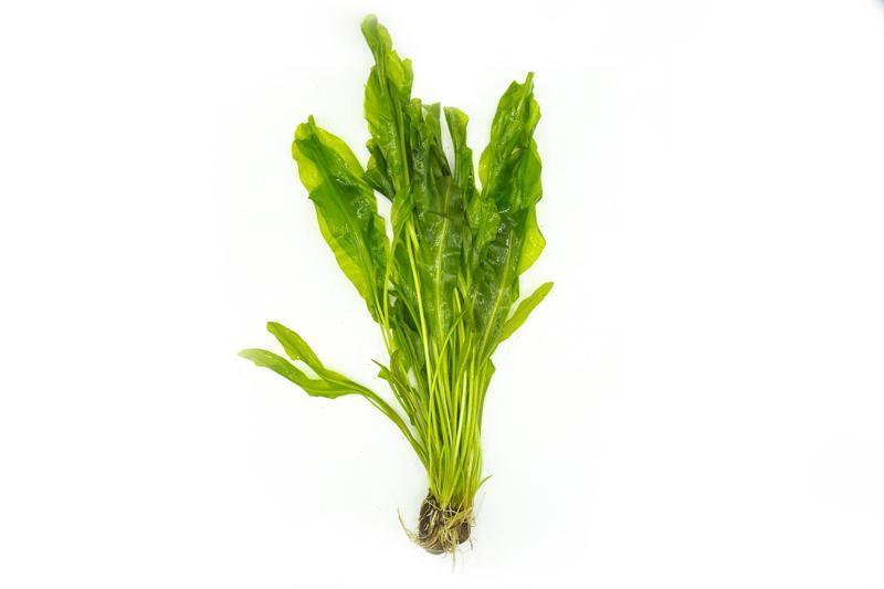 Aponogeton Ulvaceus Aquarium Plant — Buce Plant