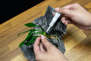 Aqua Worx Omni Aquatic Plant and Coral Super Glue Accessories - Buce Plant