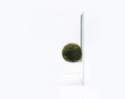 Aqua Worx Halo Wabi Kusa Hanger displaying a lush, vibrant aquatic plant setup in a clear glass container with decorative elements.