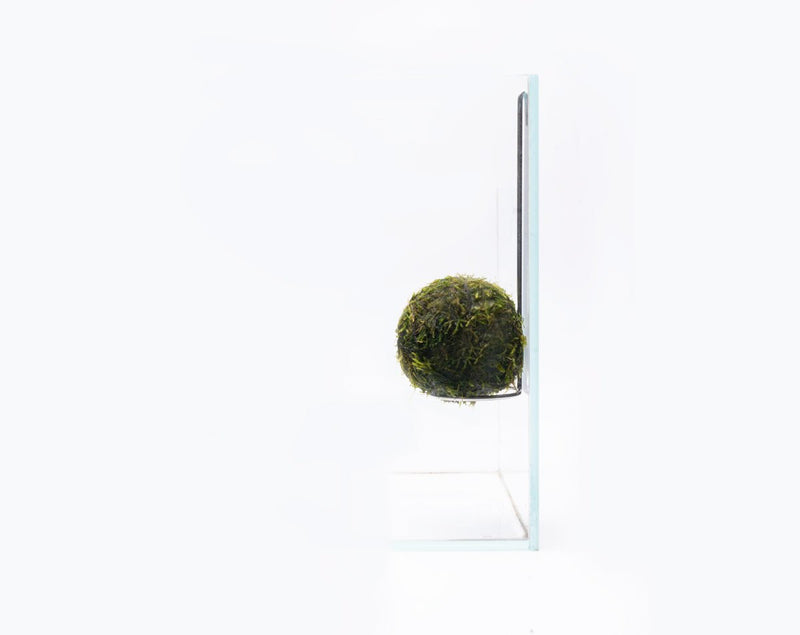 Aqua Worx Halo Wabi Kusa Hanger displaying a lush, vibrant aquatic plant setup in a clear glass container with decorative elements.
