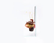 Aqua Worx Halo Wabi Kusa Hanger displaying a lush, green aquatic plant arrangement in a clear glass container.