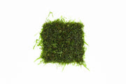 Aquarium Moss Collector Pack Aquatic Plant - Buce Plant