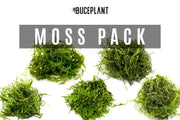 Aquarium Moss Collector Pack Aquatic Plant - Buce Plant