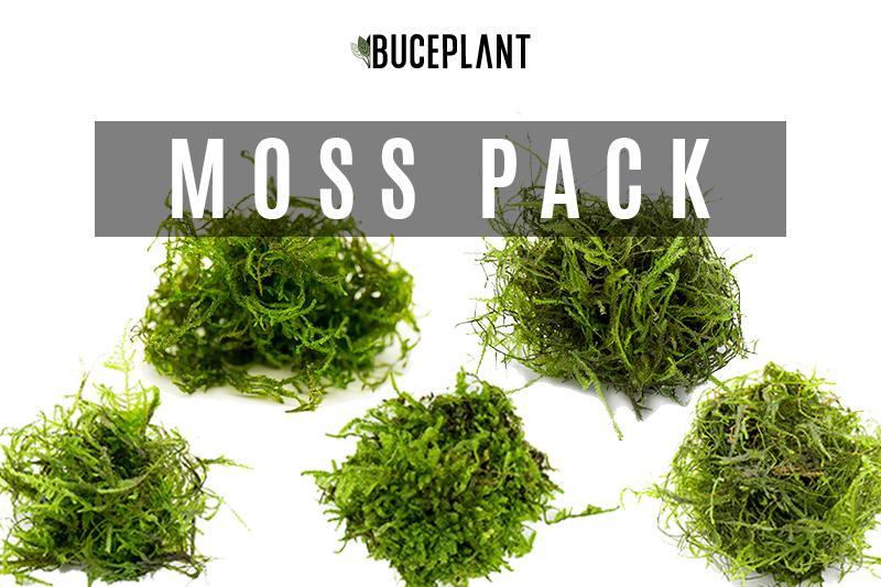 Aquarium Moss Collector Pack Aquatic Plant - Buce Plant