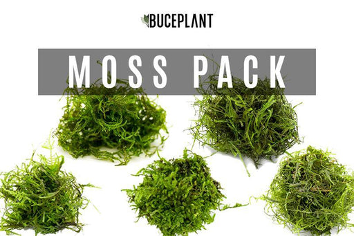 Aquarium Moss Collector Pack - BucePlant.com