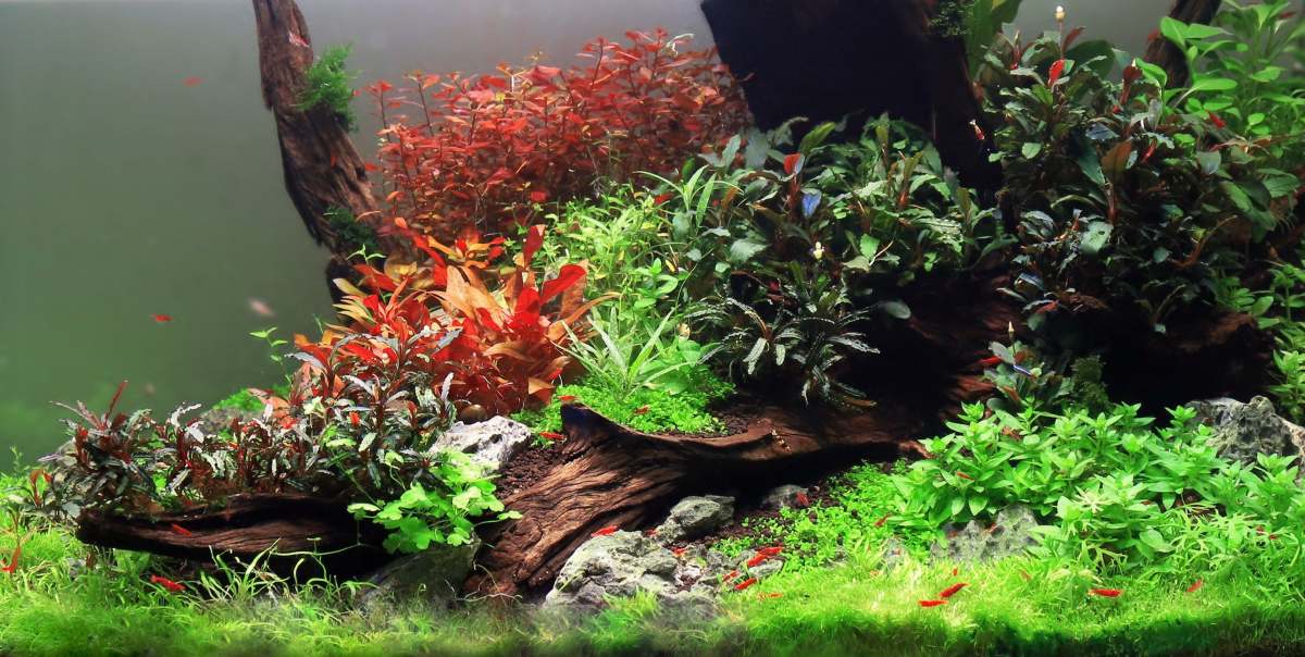 Green Alternanthera Reineckii 'Mini' aquatic plant from CPA, showcasing vibrant, compact leaves suitable for freshwater aquariums.