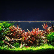 Close-up of Alternanthera Reineckii 'Mini', a vibrant aquatic plant from CPA with deep red leaves, ideal for freshwater aquariums.