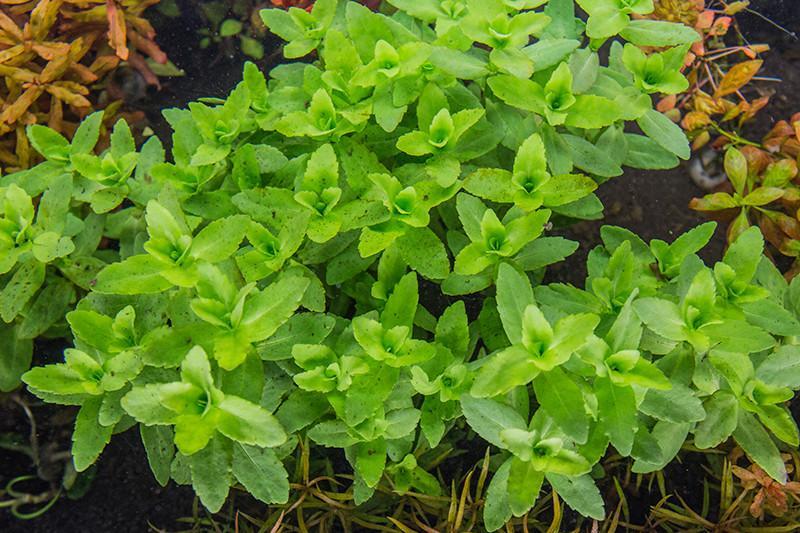 Healthy Bacopa Amplexicaulis aquatic plant from ACW, showcasing lush green stems and small oval leaves suitable for freshwater aquariums.