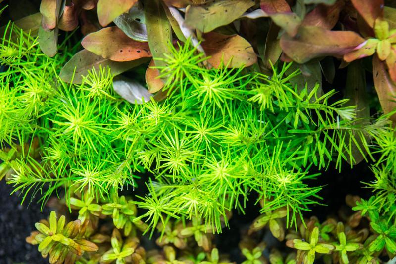 Didiplis Diandra Aquatic Plant - Buce Plant