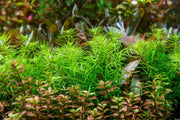 Didiplis Diandra Aquatic Plant - Buce Plant