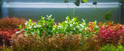 Ludwigia Inclinata aquatic plant by ACW with vibrant green and red stems, ideal for freshwater aquarium decoration.