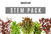Dutch Stem Plant Pack Aquatic Plant - Buce Plant