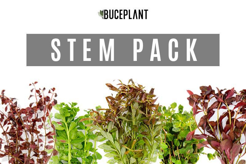 Dutch Stem Plant Pack Aquatic Plant - Buce Plant