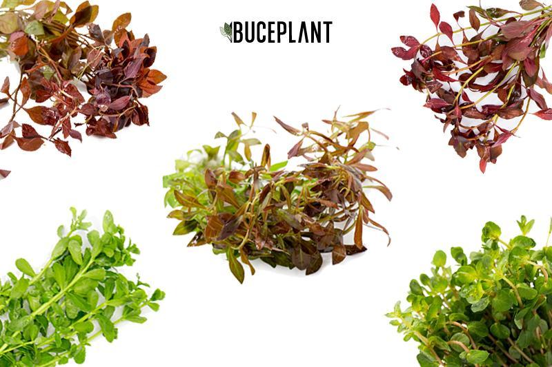 Dutch Stem Plant Pack Aquatic Plant - Buce Plant