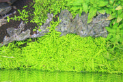 Utricularia Graminifolia UNS Tissue Culture Aquatic Plant - Buce Plant