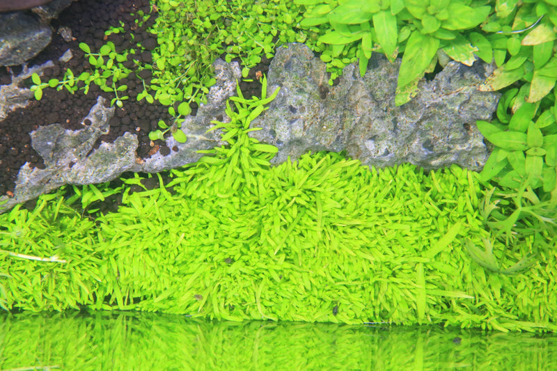 Utricularia Graminifolia UNS Tissue Culture Aquatic Plant - Buce Plant