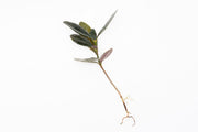 BUCE Ardisia Black Type 2 terrarium plant with dark foliage, shown in a small glass terrarium for decorative indoor use.