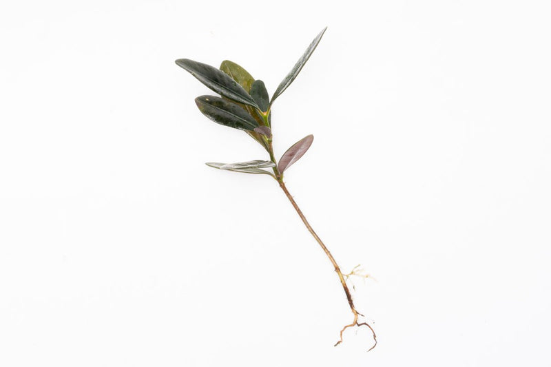 BUCE Ardisia Black Type 2 terrarium plant with dark foliage, shown in a small glass terrarium for decorative indoor use.