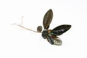 Close-up of BUCE Ardisia Black Type 2 terrarium plant with dark, glossy leaves suitable for indoor terrarium decor.