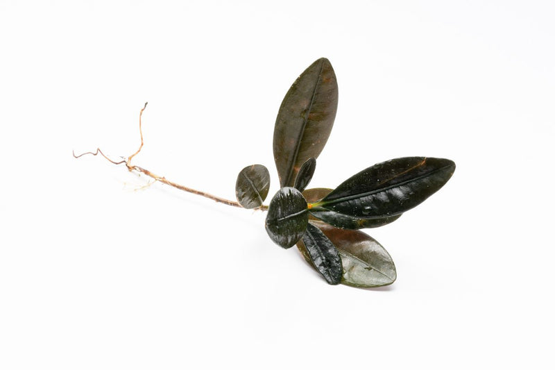 Close-up of BUCE Ardisia Black Type 2 terrarium plant with dark, glossy leaves suitable for indoor terrarium decor.