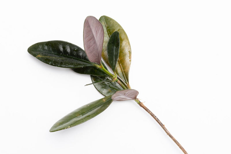 BUCE Ardisia Black Type 2 terrarium plant with dark foliage, shown in a close-up view highlighting its lush, vibrant leaves.