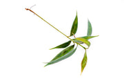 BUCE Ardisia Blue terrarium plant with vibrant blue foliage, lush green leaves, perfect for indoor terrarium decoration.