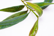 Healthy Ardisia Blue terrarium plant by BUCE, showcasing vibrant green leaves and compact growth for indoor terrarium decoration.