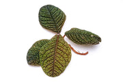 BUCE Ardisia Dino terrarium plant with lush green foliage in a small decorative container.