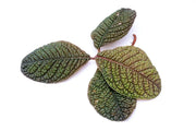 BUCE Ardisia Dino terrarium plant with lush green foliage, ideal for decorative indoor terrariums.