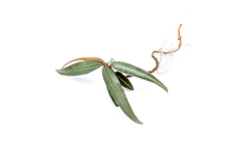 Silver Ardisia terrarium plant by BUCE, showcasing lush green foliage with silver-tinted leaves in a miniature glass terrarium.