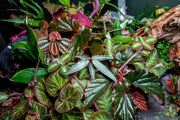 Silver Ardisia terrarium plant by BUCE with lush green foliage and silver-tinted leaves, ideal for decorative indoor terrariums.