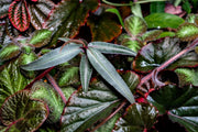BUCE Ardisia Silver terrarium plant with silver-green foliage, shown in a clear glass container.