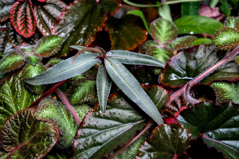 BUCE Ardisia Silver terrarium plant with silver-green foliage, shown in a clear glass container.
