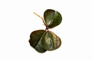 Bright green Ardisia Sp terrarium plant from BUCE, showcasing lush foliage in a natural setting.