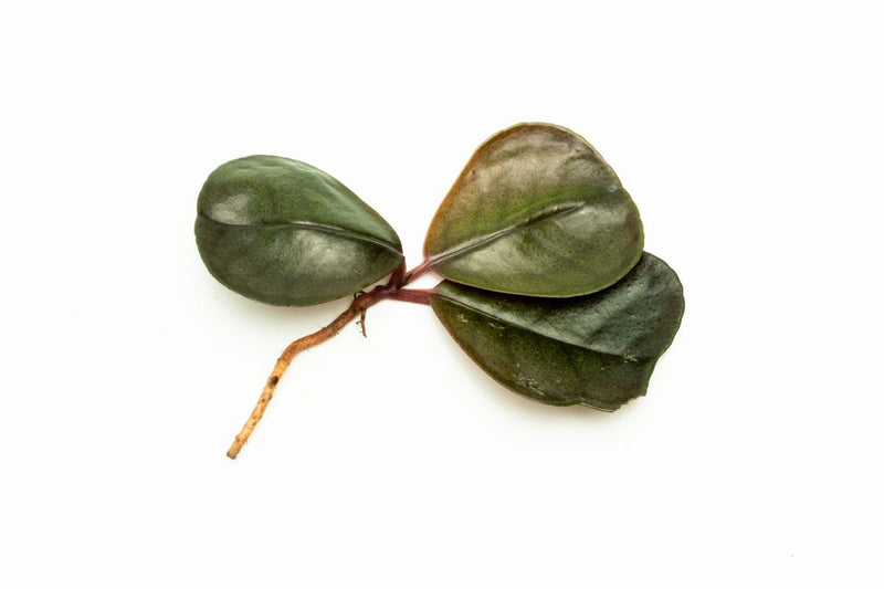 Healthy Ardisia Sp Green terrarium plant by BUCE with lush green foliage, ideal for indoor decorative terrarium arrangements.